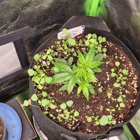 Kushi 😶‍🌫️(rest n. Teilernte/ critical kush, 9.1.24 🎁, Kümmerling) growlog timeline photo