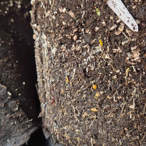 Karli - SHISKABERRY (auto) growlog photo: Sie scheint sich gut zu fühlen,  mal morgen gucken 