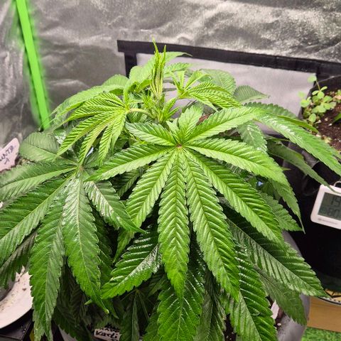 Karli - SHISKABERRY (auto) growlog photo: Sie scheint sich gut zu fühlen,  mal morgen gucken 