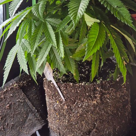 Karli - SHISKABERRY (auto) growlog photo: Sie scheint sich gut zu fühlen,  mal morgen gucken 