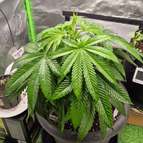 Karli - SHISKABERRY (auto) growlog photo: Sie scheint sich gut zu fühlen,  mal morgen gucken 