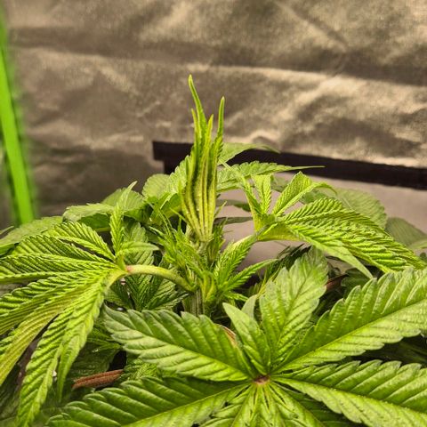 Karli - SHISKABERRY (auto) growlog photo: Sie scheint sich gut zu fühlen,  mal morgen gucken 