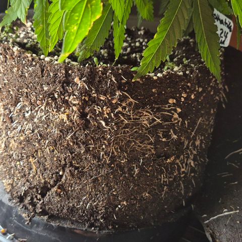 Karli - SHISKABERRY (auto) growlog photo: Sie scheint sich gut zu fühlen,  mal morgen gucken 