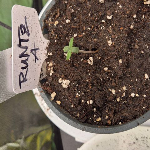 Runtzi Auto ♥️ Barney's Farm  growlog timeline photo