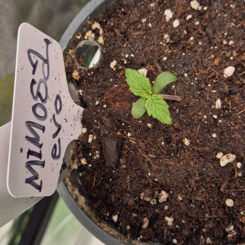 Mimosa evo Photo ♥️ Barney's Farm  growlog timeline photo