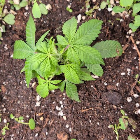 Kushi 😶‍🌫️(rest n. Teilernte/ critical kush, 9.1.24 🎁, Kümmerling) growlog timeline photo