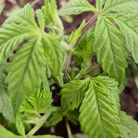 Kushi 😶‍🌫️(rest n. Teilernte/ critical kush, 9.1.24 🎁, Kümmerling) growlog timeline photo