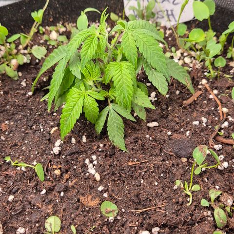 Kushi 😶‍🌫️(rest n. Teilernte/ critical kush, 9.1.24 🎁, Kümmerling) growlog timeline photo