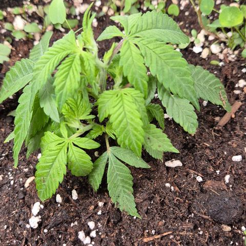 Kushi 😶‍🌫️(rest n. Teilernte/ critical kush, 9.1.24 🎁, Kümmerling) growlog timeline photo