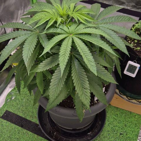 Karli - SHISKABERRY (auto) growlog timeline photo
