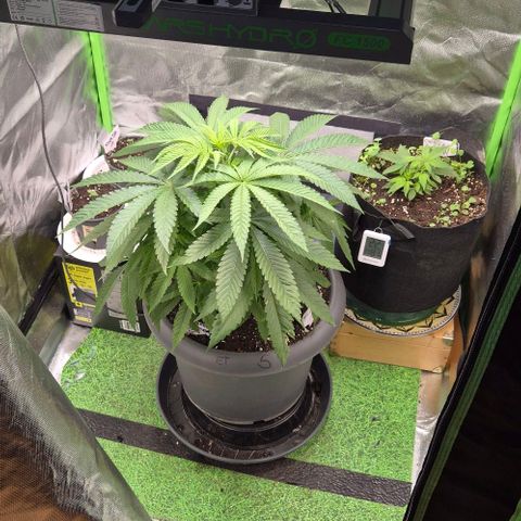 Karli - SHISKABERRY (auto) growlog timeline photo