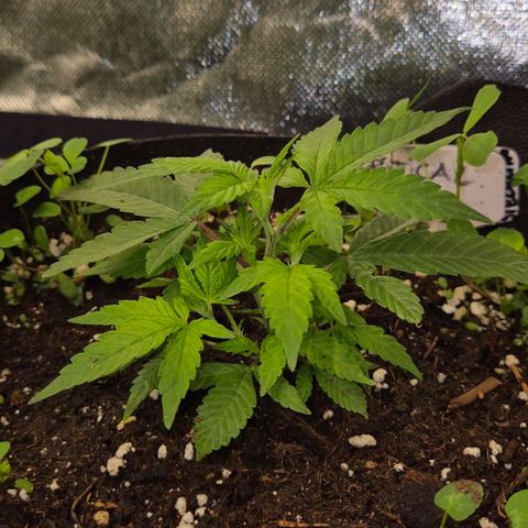 Kushi 😶‍🌫️(rest n. Teilernte/ critical kush, 9.1.24 🎁, Kümmerling) growlog timeline photo