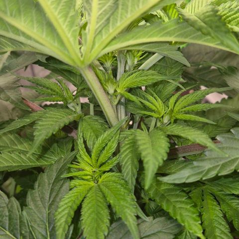 Karli - SHISKABERRY (auto) growlog timeline photo