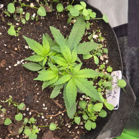 Kushi 😶‍🌫️(rest n. Teilernte/ critical kush, 9.1.24 🎁, Kümmerling) growlog timeline photo