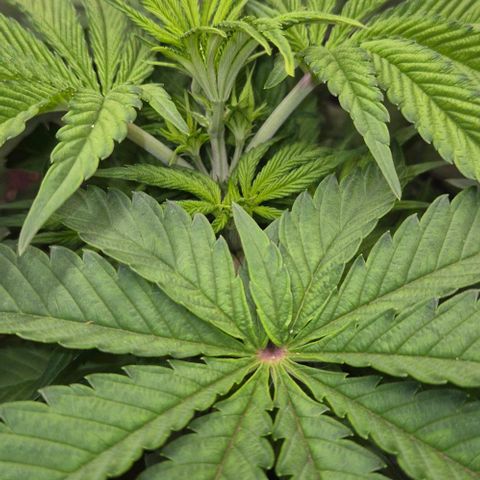 Karli - SHISKABERRY (auto) growlog timeline photo