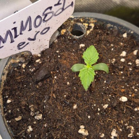 Mimosa evo Photo ♥️ Barney's Farm  growlog timeline photo