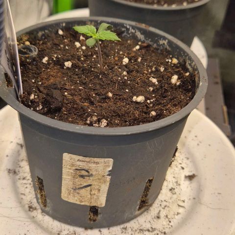 Mimosa evo Photo ♥️ Barney's Farm  growlog timeline photo