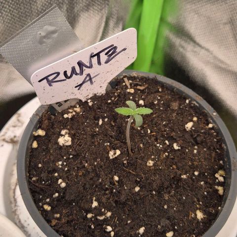 Runtzi Auto ♥️ Barney's Farm  growlog timeline photo