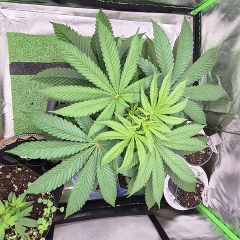 Karli - SHISKABERRY (auto) growlog timeline photo
