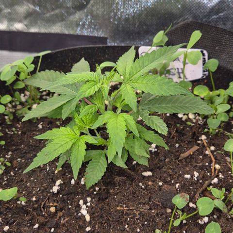 Kushi 😶‍🌫️(rest n. Teilernte/ critical kush, 9.1.24 🎁, Kümmerling) growlog timeline photo