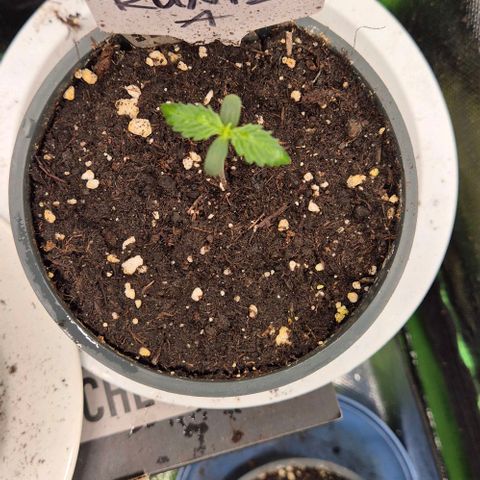 Runtzi Auto ♥️ Barney's Farm  growlog timeline photo