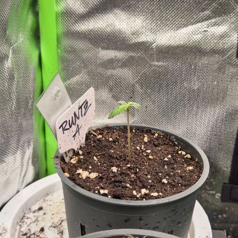 Runtzi Auto ♥️ Barney's Farm  growlog timeline photo