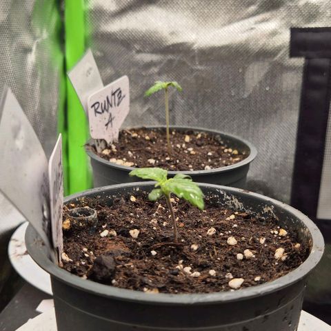 Mimosa evo Photo ♥️ Barney's Farm  growlog timeline photo
