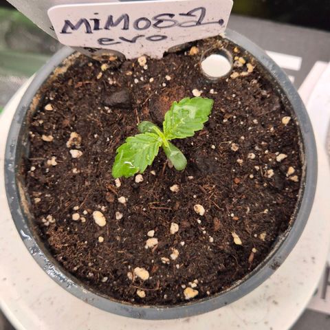 Mimosa evo Photo ♥️ Barney's Farm  growlog timeline photo