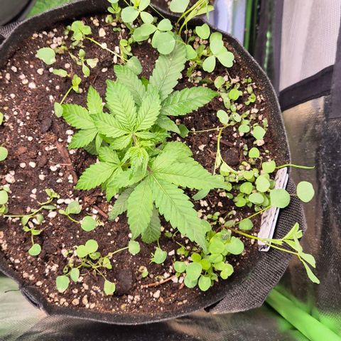 Kushi 😶‍🌫️(rest n. Teilernte/ critical kush, 9.1.24 🎁, Kümmerling) growlog timeline photo
