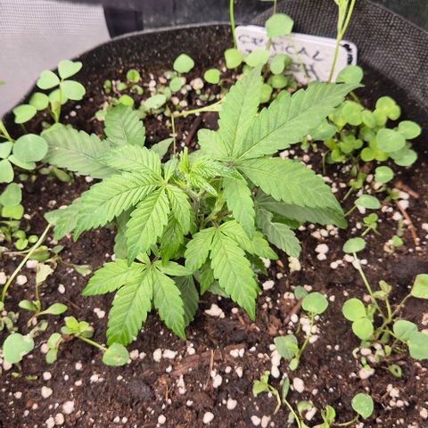 Kushi 😶‍🌫️(rest n. Teilernte/ critical kush, 9.1.24 🎁, Kümmerling) growlog timeline photo