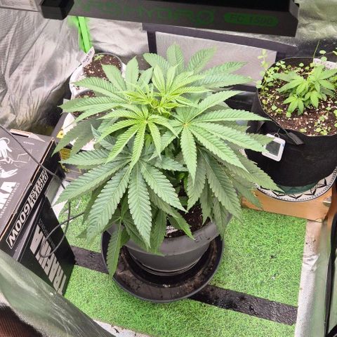 Karli - SHISKABERRY (auto) growlog timeline photo