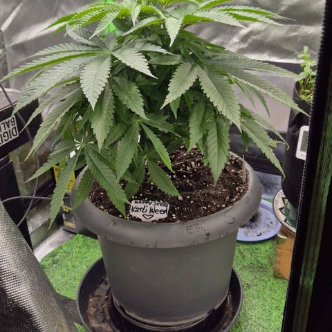Karli - SHISKABERRY (auto) growlog timeline photo