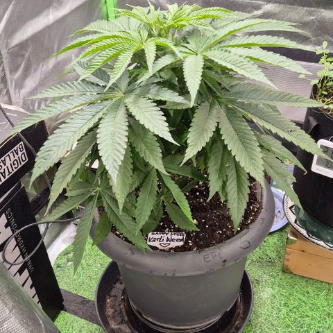 Karli - SHISKABERRY (auto) growlog timeline photo