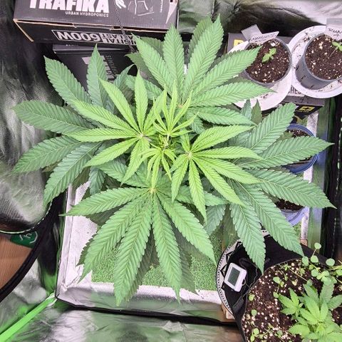 Karli - SHISKABERRY (auto) growlog timeline photo