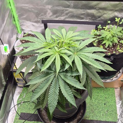 Karli - SHISKABERRY (auto) growlog timeline photo