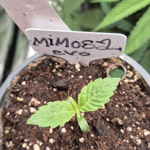 Mimosa evo Photo ♥️ Barney's Farm  growlog timeline photo