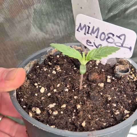 Mimosa evo Photo ♥️ Barney's Farm  growlog timeline photo