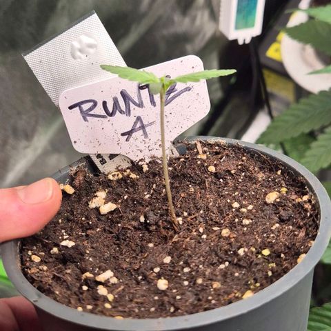 Runtzi Auto ♥️ Barney's Farm  growlog timeline photo