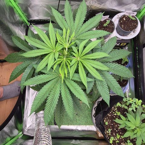 Karli - SHISKABERRY (auto) growlog timeline photo