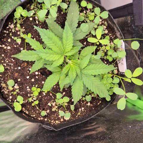 Kushi 😶‍🌫️(rest n. Teilernte/ critical kush, 9.1.24 🎁, Kümmerling) growlog timeline photo