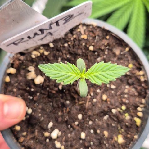 Runtzi Auto ♥️ Barney's Farm  growlog timeline photo
