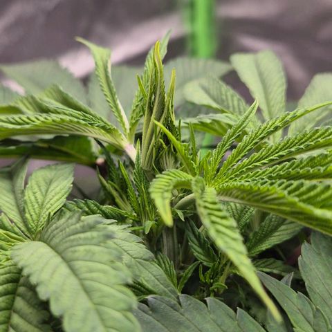 Karli - SHISKABERRY (auto) growlog timeline photo