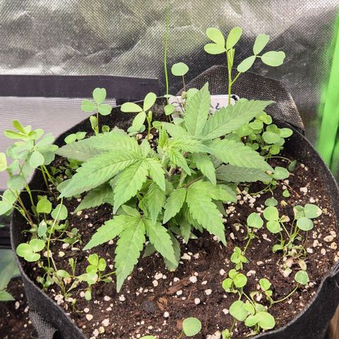 Kushi 😶‍🌫️(rest n. Teilernte/ critical kush, 9.1.24 🎁, Kümmerling) growlog timeline photo