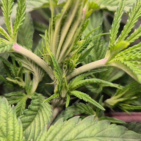 Karli - SHISKABERRY (auto) growlog timeline photo