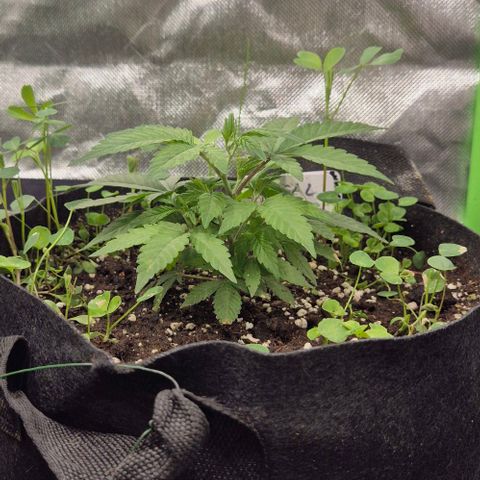 Kushi 😶‍🌫️(rest n. Teilernte/ critical kush, 9.1.24 🎁, Kümmerling) growlog timeline photo