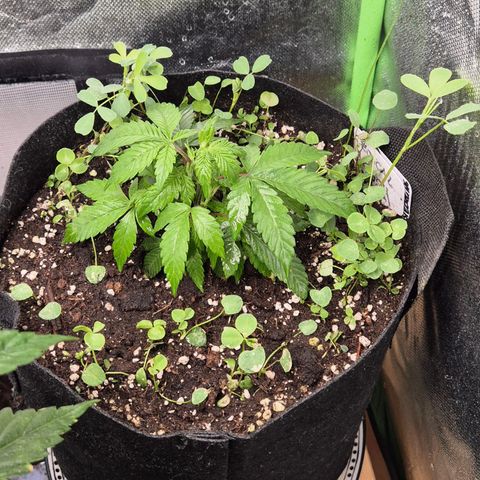 Kushi 😶‍🌫️(rest n. Teilernte/ critical kush, 9.1.24 🎁, Kümmerling) growlog timeline photo