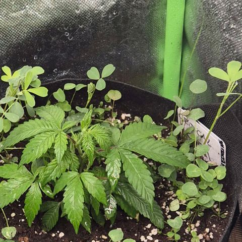 Kushi 😶‍🌫️(rest n. Teilernte/ critical kush, 9.1.24 🎁, Kümmerling) growlog timeline photo