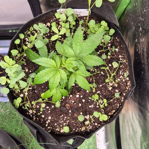 Kushi 😶‍🌫️(rest n. Teilernte/ critical kush, 9.1.24 🎁, Kümmerling) growlog timeline photo