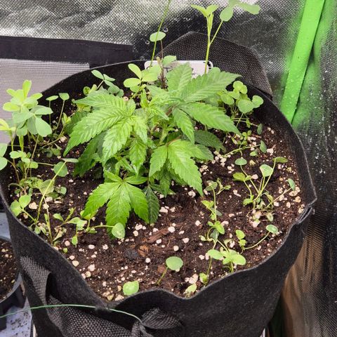 Kushi 😶‍🌫️(rest n. Teilernte/ critical kush, 9.1.24 🎁, Kümmerling) growlog timeline photo