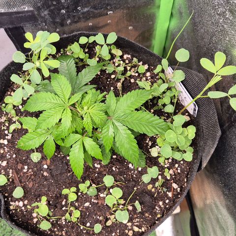 Kushi 😶‍🌫️(rest n. Teilernte/ critical kush, 9.1.24 🎁, Kümmerling) growlog timeline photo